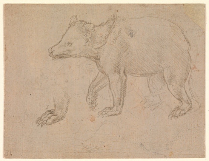 A silverpoint drawing on buff paper of a bear walking to the left, its fur and claws drawn in fine grey lines. At lower left, one paw is drawn again, larger, on its own. Faint lines of another figure lie underneath.